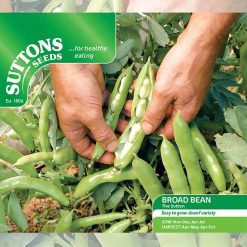 Suttons Broad Bean The Sutton (dwarf) - Image