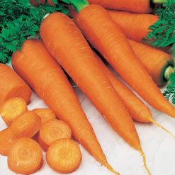 Suttons Carrot St Valery - Image