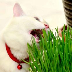 Suttons Cat's Grass - Image