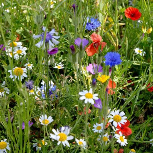 Suttons Colourful Annuals Mix Seeds - Image