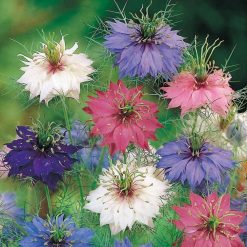 Suttons Love In A Mist Persian - Image