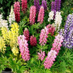 Suttons Lupin Seeds - Gallery Mix - Image