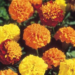 Suttons Marigold French Seeds - Boy-O-Boy Mix - Image