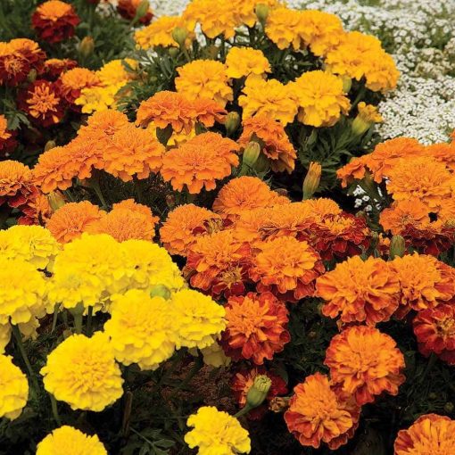 Suttons Marigold French Seeds - Boy-O-Boy Mix - Image