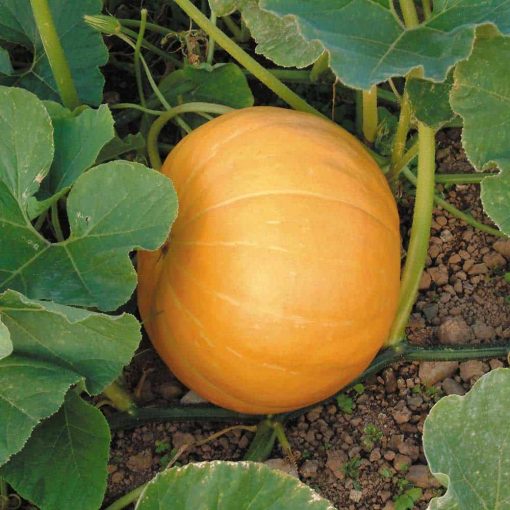Suttons Pumpkin Seeds - Image