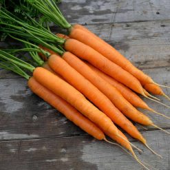 Suttons Seed Tape Carrot Amsterdam - Image