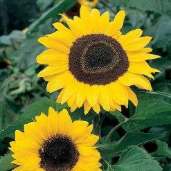 Suttons Sunflower Giant Yellow - Image