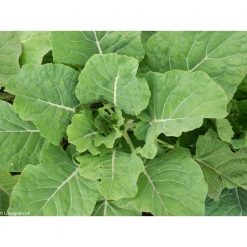 Limagrain Keeper Kale Seeds 2kg - Image