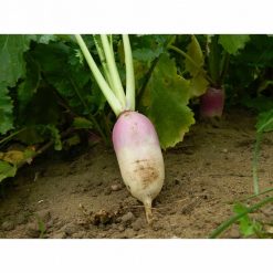 Limagrain Samson Stubble Turnip Seeds - Image