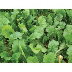 Limagrain Skyfall Hybrid Brassica Treated - Image