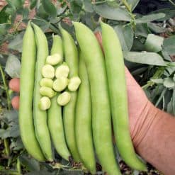 Suttons Bean (Broad Bean) Seeds - Luz de Otono - Image