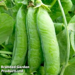 Suttons Pea Telephone Seeds - Image