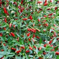 Suttons Pepper Chilli Seeds - Hot Thai - Image