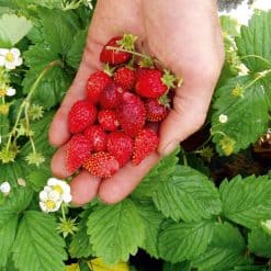 Suttons Strawberry Seeds - Regina - Image