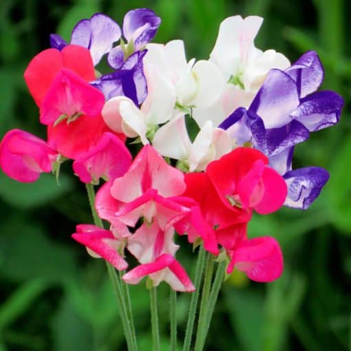 Suttons Sweet Pea Seeds - Fragrant Boundary - Image