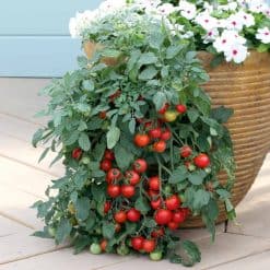Suttons Tomato Seeds - Tumbling Tom Red (Determinate) - Image