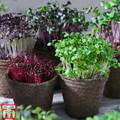 Thompson & Morgan Seed Grow Kit Microgreens Aromatic - Image