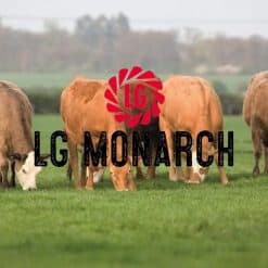 Monarch Permanent Pasture Grass Seed 13KG - Image