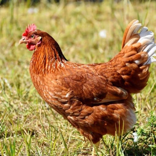 Harpers Feeds Poultry Starter Crumb 20KG - Image