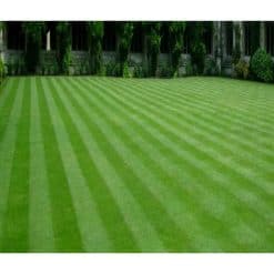 Monarch Formal Amenity Mix (without Ryegrass) (designer) - Image
