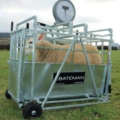 Bateman Lamb Weigher with Weigh Head - Image